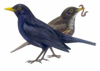 Han- og hun-solsort.