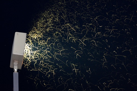 Insekter, der er tiltrukket af lyset fra et armatur, der belyser en p-plads.