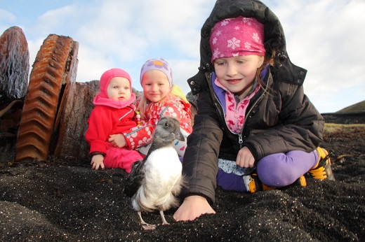 Ung lunde sættes ud ved kysten, efter at børnene har samlet den op i byen. Fot.: visitwestmanislands.com.