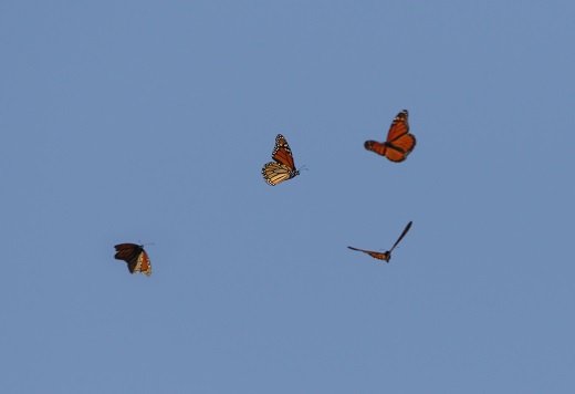 Trækkende monark sommerfugle. Fot.: Helge Sørensen (www2.birdphotos.dk).