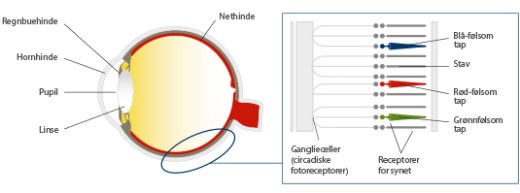hcl_human-eye-retina_dk - Kilde Glamoxdotcom